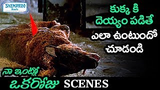 Vicky Scared by Dog  Naa Intlo Oka Roju Telugu Movie Scenes  Tabu  Hansika  Shemaroo Telugu [upl. by Nalced]