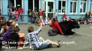 Ein Stier kommt in die Schule [upl. by Standice]