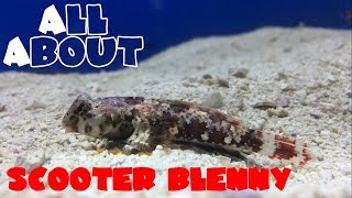 All About The Scooter Blenny or Dragonet [upl. by Alrahs]