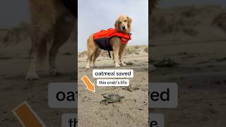 What a feisty bag of crabs… beachdog funnydog goldenretriever [upl. by Ellenwad]