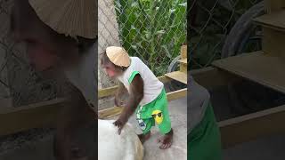 CUTIS said  Run now Goat😄cutis monkey shortvideo [upl. by Derrik37]