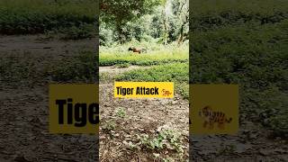 Tiger reserve sariska national park Alwar  wildnature wildlife wild GaonRiDhara [upl. by Leakcim]