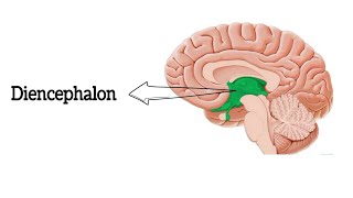 Anatomy of Diencephalon  Thalamus  Hypothalamus  থ্যালামাস  হাইপোথ্যালামাস [upl. by Eelime]