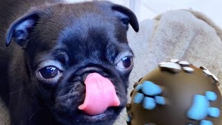 Black Pug Puppy’s First Time Playing with A Ball Excessively Cute🐾 [upl. by Esilrac]