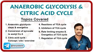 Anaerobic Glycolysis amp Citric Acid Cycle ⚡️🔬 [upl. by Meenen]