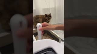 Kitten waits patiently for clean litter kittensofinstagram cat kittey funnyshorts kittenlady [upl. by Pelson]