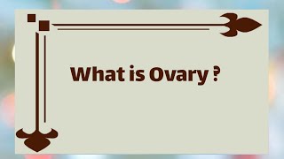 What Is The Function Of The OvaryWhat Is OvarySize And Location Of Ovary [upl. by Dammahum]