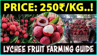 Lychee Fruit Farming  How to Grow Litchi Fruit Plant at Home [upl. by Airakaz214]