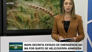 MARANHÃO SURTO DE HELICOVERPA  16122016 [upl. by Lsiel]