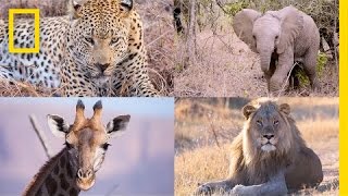 Incredible Safari Hyperlapse See Elephants Lions and More Up Close  Short Film Showcase [upl. by Teahan413]