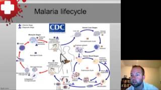 Malaria and Other Protozoa Part 1 [upl. by Ihel176]