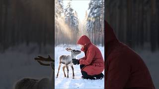 Baby Reindeer found🥺 shorts polarbear penguin wildlife seal fishing [upl. by Greenwald]