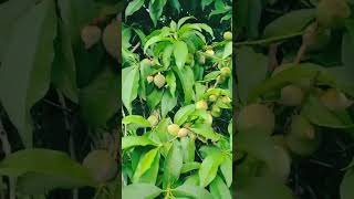 Peach Tree in Swat Valley Pakistan peach ytviral ytshortsvideo youtubeshorts pakistan fruit [upl. by Robin]