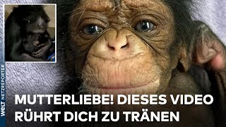 KANSAS Rührendes Video Affenmutter sieht ihr Baby das erste Mal  zwei Tage nach der Geburt [upl. by Myk]