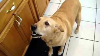 Dog Barking Loud Nonstop Video makes your dog go nuts [upl. by Akeem715]