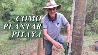 Como plantar pitaya [upl. by Aititel]