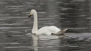 Whooper swan swimming [upl. by Eyllib50]