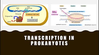 Transcription in Prokaryotes [upl. by Arluene]