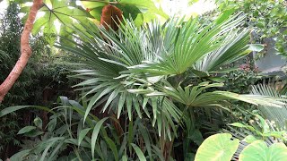 Trachycarpus sp Kumaon [upl. by Niajneb939]