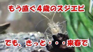 飼育から3年以上経ったスジエビ～春ころにお別れかな・・・ [upl. by Rania]