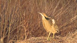 American Bittern Calling in Magic Hour [upl. by Iarised951]