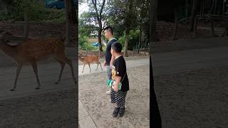 鹿はとても穏やかな性格です🦌  Nara park amp Deer was amazing  Deer in Nara Park🇯🇵  japan shorts animals [upl. by Raoul375]