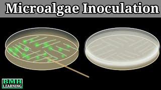 Inoculation Of Microalgae  Culturing Microalgae  Growing Microalgae [upl. by Iline]