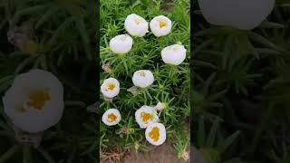 Seeds portulaca flower plant so beautiful shortvideo flowers howtogrowportulaca gardenflower [upl. by Jana357]