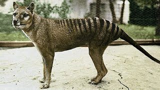 TASMANIAN TIGER an “Exemplary” Disappearance [upl. by Eadahs]