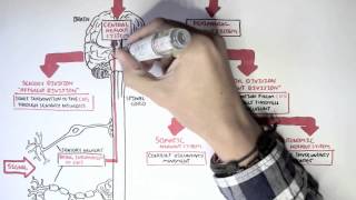 Neurology  Divisions of the Nervous System [upl. by Matthias603]