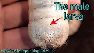 How to tell the difference between male and female flower beetle larvae [upl. by Nessi]