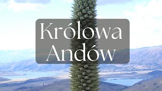 Królowa Andów  Niezwykła roślina z Ameryki Południowej  Podcast Botaniczny nr 14 [upl. by Britni]