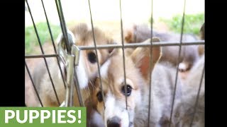 When corgi puppies attack no finger is safe [upl. by Eugene]