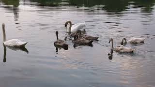 Schwanenfamilie  Swan Family [upl. by Yliab]