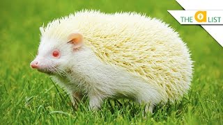 5 Unexpected Albino Animal Facts [upl. by Eanahs229]