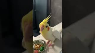 Cute Cockatiel Sings Adorable Cookie Song  Cockatiels Craze [upl. by Zelig]