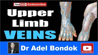 Upper Limb Veins Dr Adel Bondok [upl. by Yensehc]