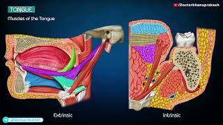 Tongue Gross Anatomy Animation [upl. by Nolte]