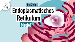 Endoplasmatisches Retikulum  Aufbau amp Funktion  MedAT  Biologie [upl. by Lathrope]