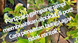 part2 cara gampang membuahkan alpukat di pot cara perawatan sesudah keluar bunga [upl. by Matthieu707]