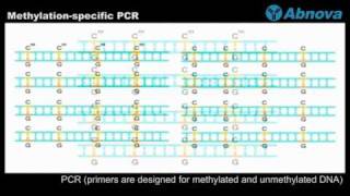 Methylationspecific PCR [upl. by Ivers]