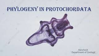 38Phylogeny of Protochordates [upl. by Christophe]