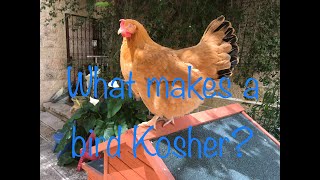 What makes a bird Kosher [upl. by Clymer881]