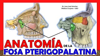 🥇 FOSA PTERIGOPALATINA  Anatomía Esfenopalatina ¡Explicación Sencilla [upl. by Eelrefinnej]