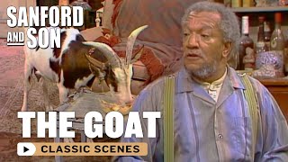 There’s A Goat In Fred’s House  Sanford and Son [upl. by Lrem]