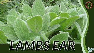 LAMBS EAR Information and Growing Tips Stachys byzantina [upl. by Iblok]