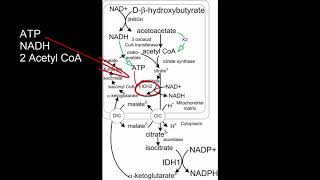 Charging the cells battery with beta hydroxybutyrate [upl. by Alexa]