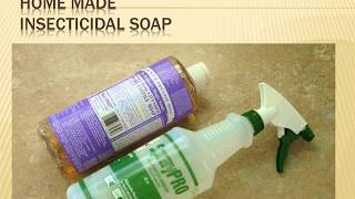 EXCELLENT  Homemade Insecticidal Soap [upl. by Nomi]