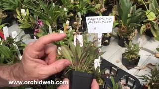 OrchidWeb  Masdevallia microsiphon [upl. by Newberry56]