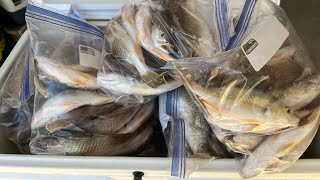 Live stream croaker fishing  Bảo cá đù ở Galveston island [upl. by Bonnell]